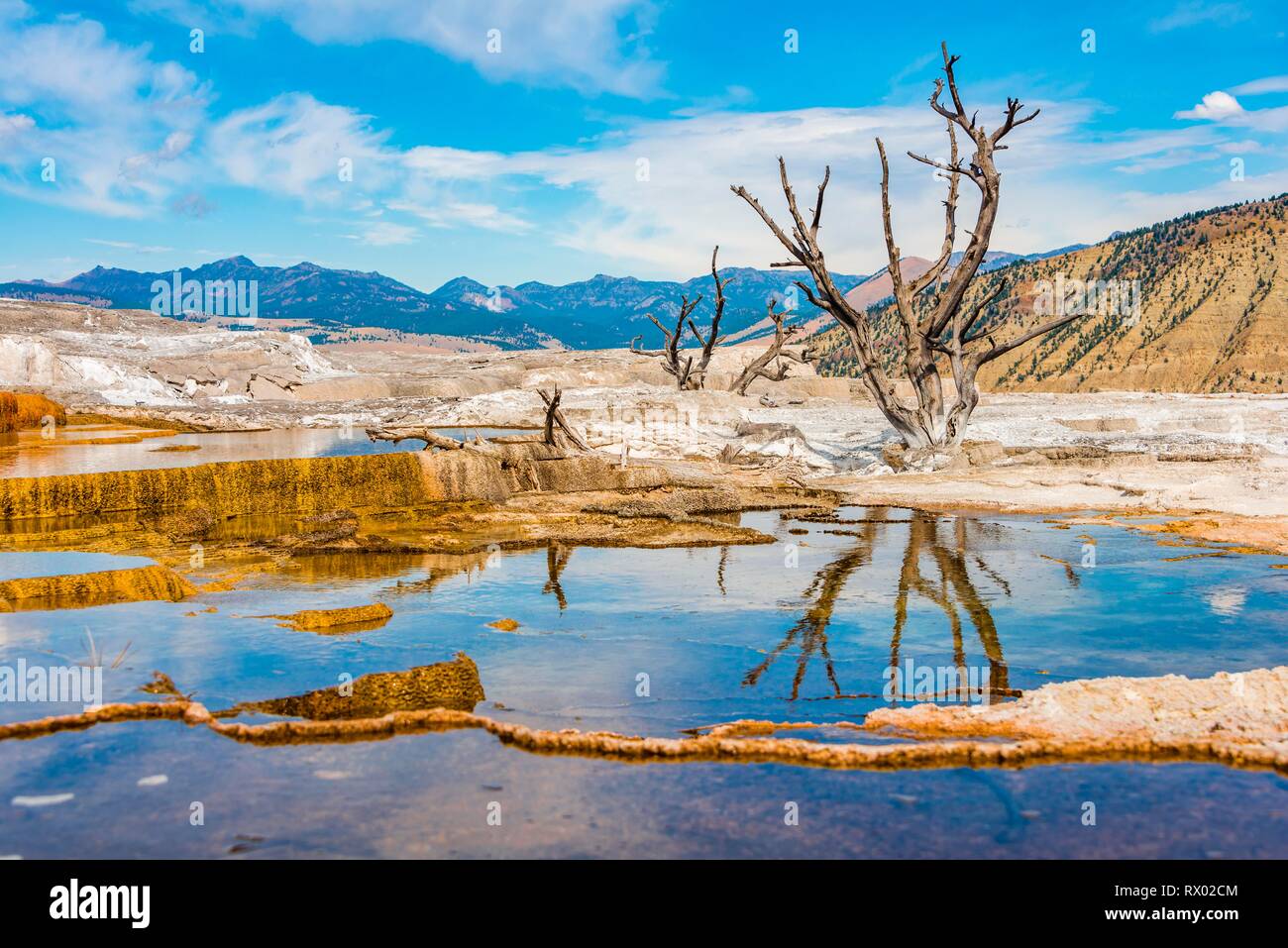 Gli alberi morti sulle terrazze di agglomerato, hot springs, arancione di depositi di minerali, molle tavolozza, terrazzi superiori, Mammoth Hot Springs Foto Stock