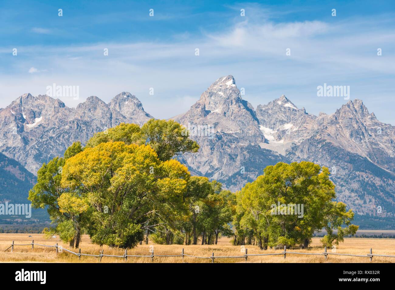 Gruppo di alberi nella parte anteriore del Teton Range, il Parco Nazionale del Grand Teton, Wyoming USA Foto Stock