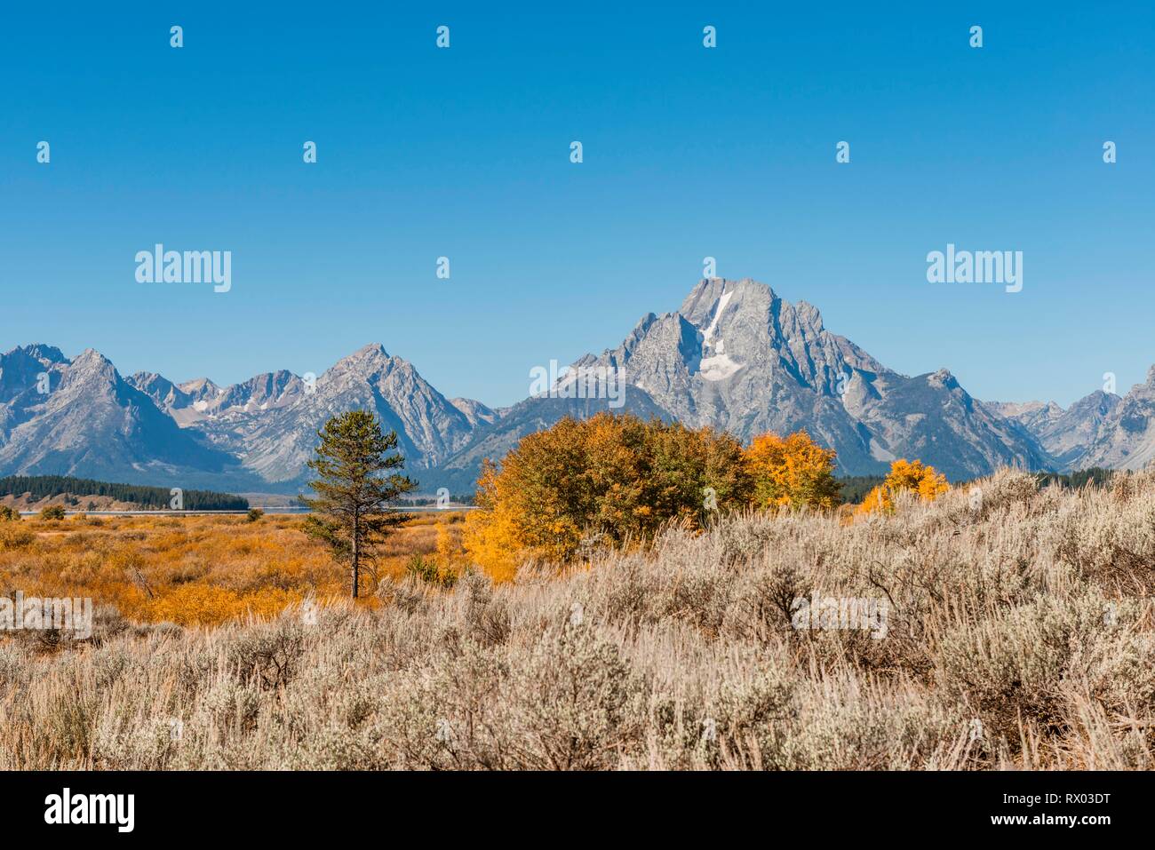 Paesaggio autunnale, colorato in giallo aspens comune (Populus tremula) e boccole nella parte anteriore del paesaggio di montagna Foto Stock