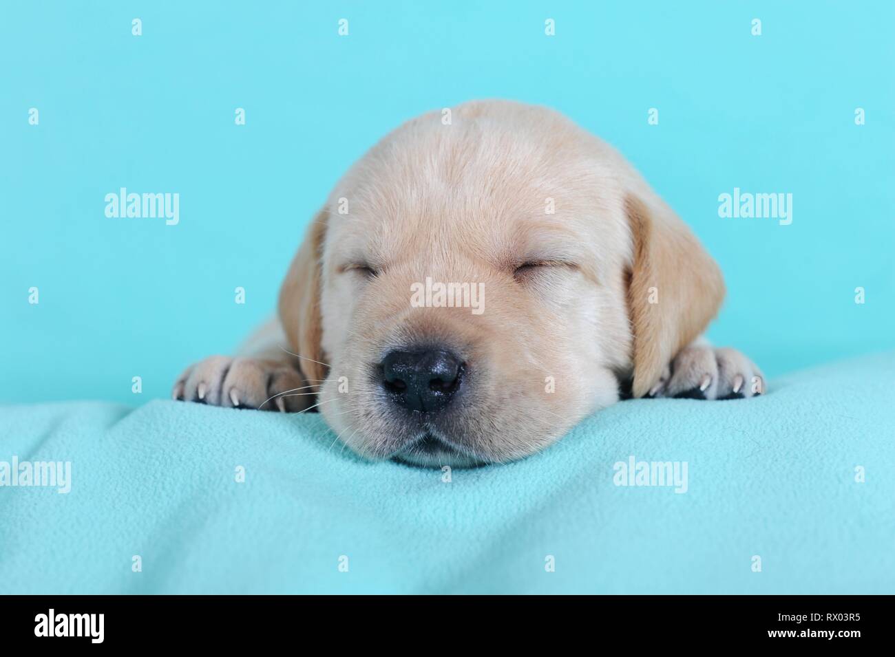 Il Labrador retriever giallo, cucciolo di 3 settimane, dormire sulla coperta di turchese, Austria Foto Stock