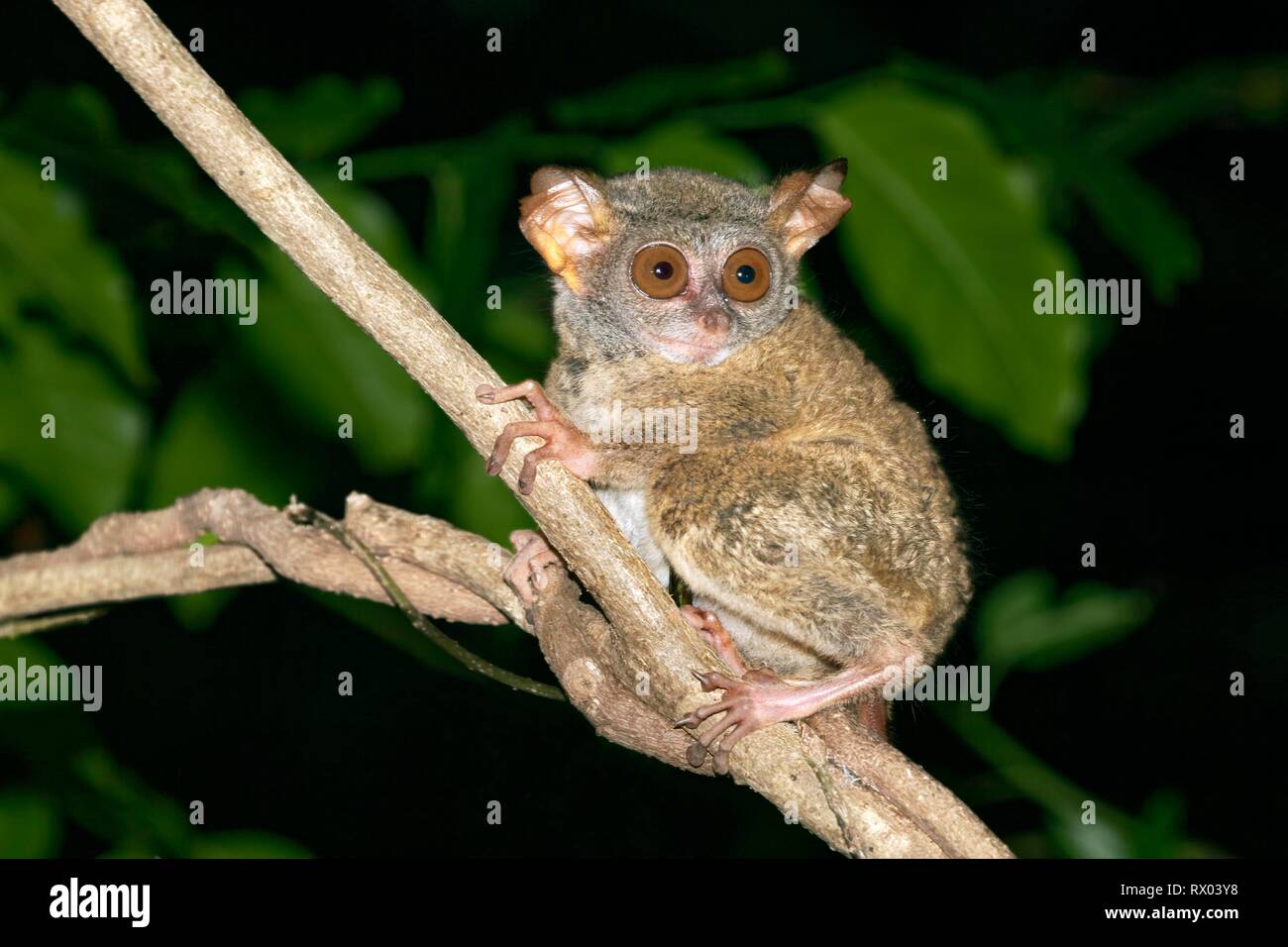 Sulawesi-Tarsier (Tarsius tarsier) si siede sul ramo, endemica, isola Selayar, Sulawesi meridionale, Indonesia, Asia Foto Stock