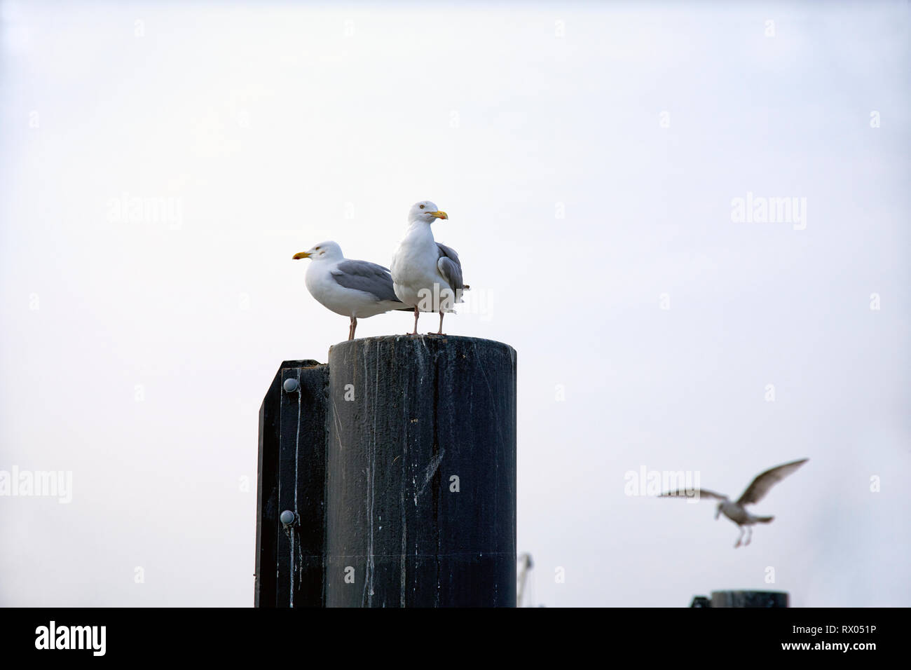 Silbermoeven sitzen auf Holzpfahl im Hafen Foto Stock