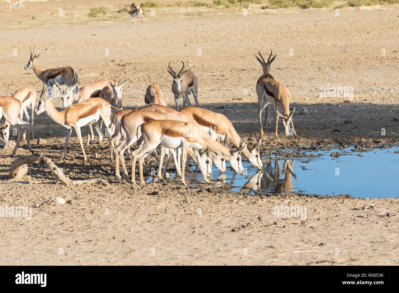 Allevamento di springbok, Antidorcas marsupialis, a Maria se Gat waterhole, Kglagadi Parco transfrontaliero, Northern Cape, il Kalahari, Sud Africa al tramonto Foto Stock