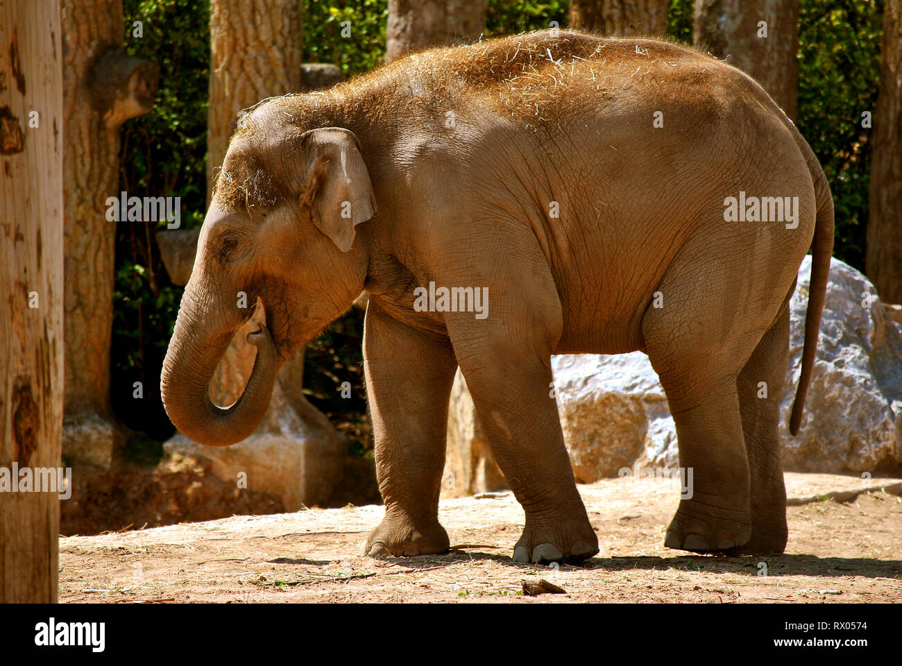 L'elefante indiano nome latino Elephas maximus indicus Foto Stock