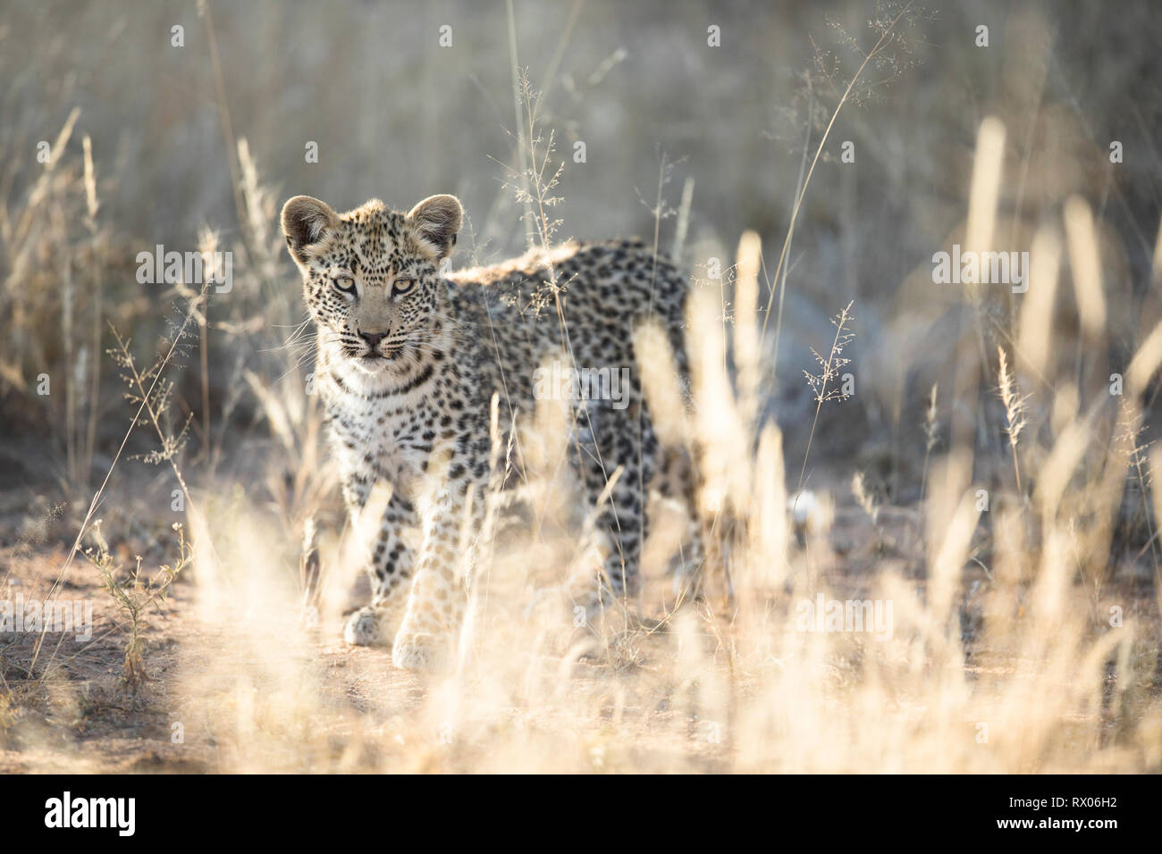 Un leopard cub nella luce dorata. Foto Stock