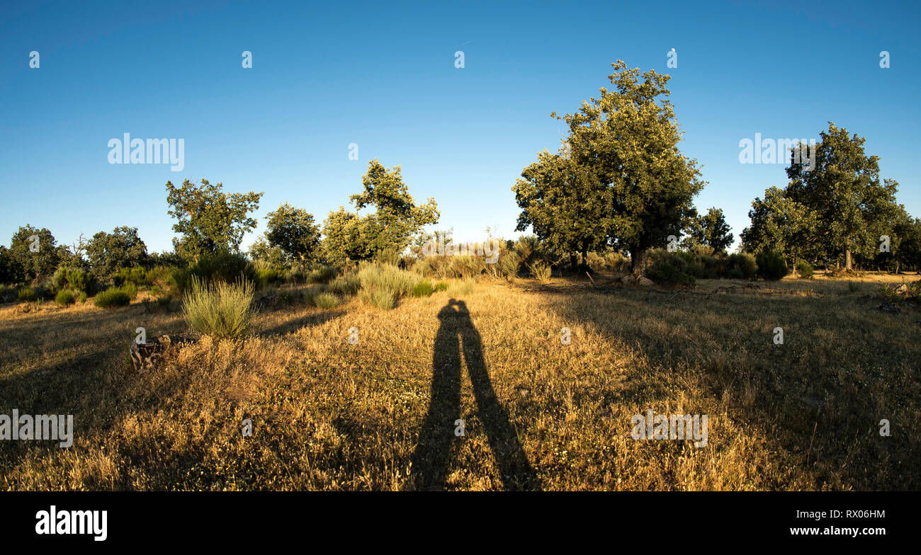 Ombra di coppia romantica baciare sul campo erboso contro il cielo blu chiaro Foto Stock