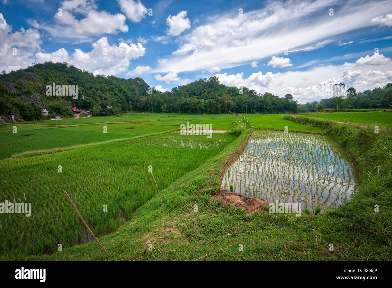 Campi di riso di Tana Toraja in Sulawesi Sud, vicino alla città di Rantepao. Foto Stock