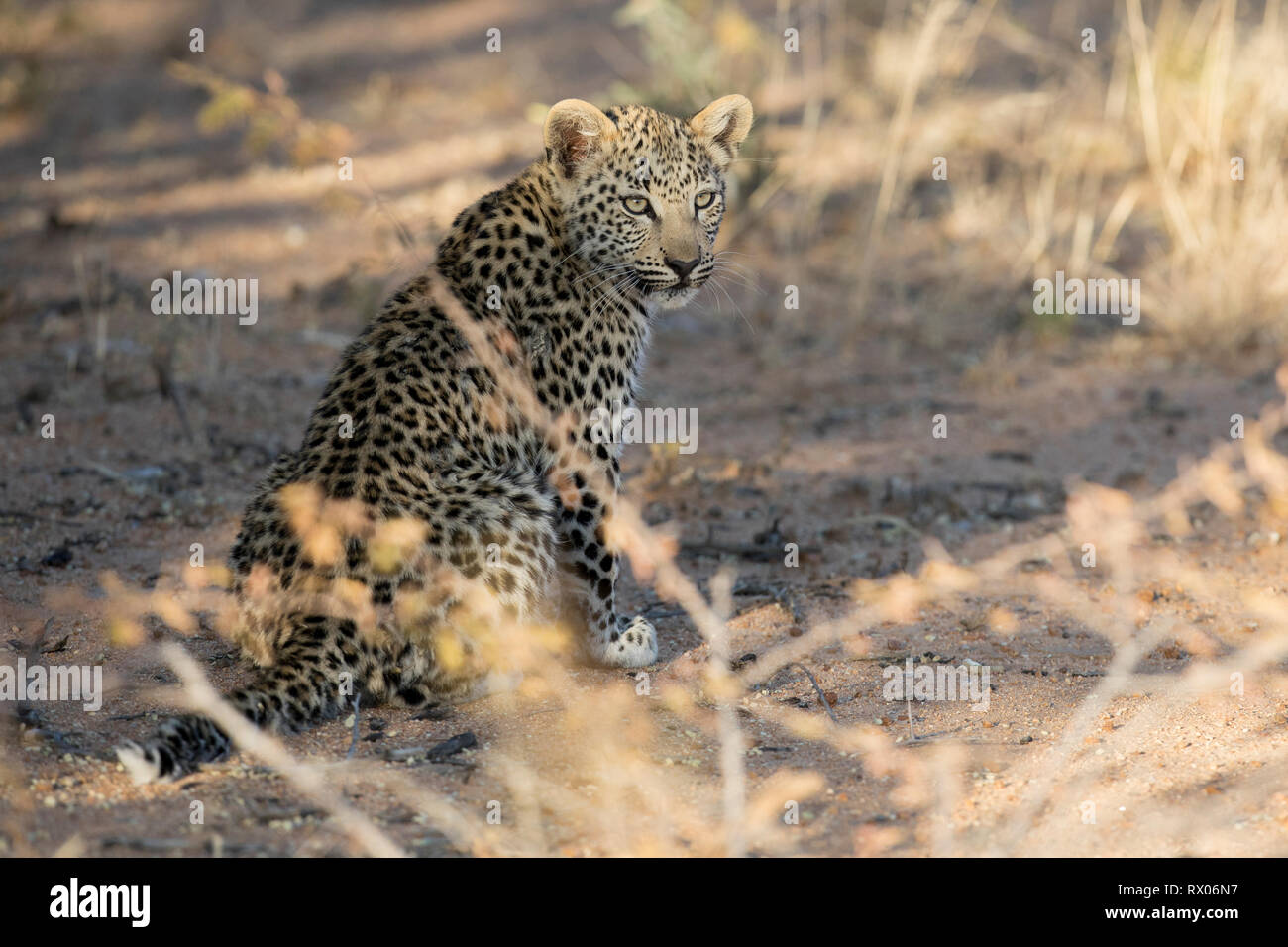 Un leopard cub nella luce dorata. Foto Stock