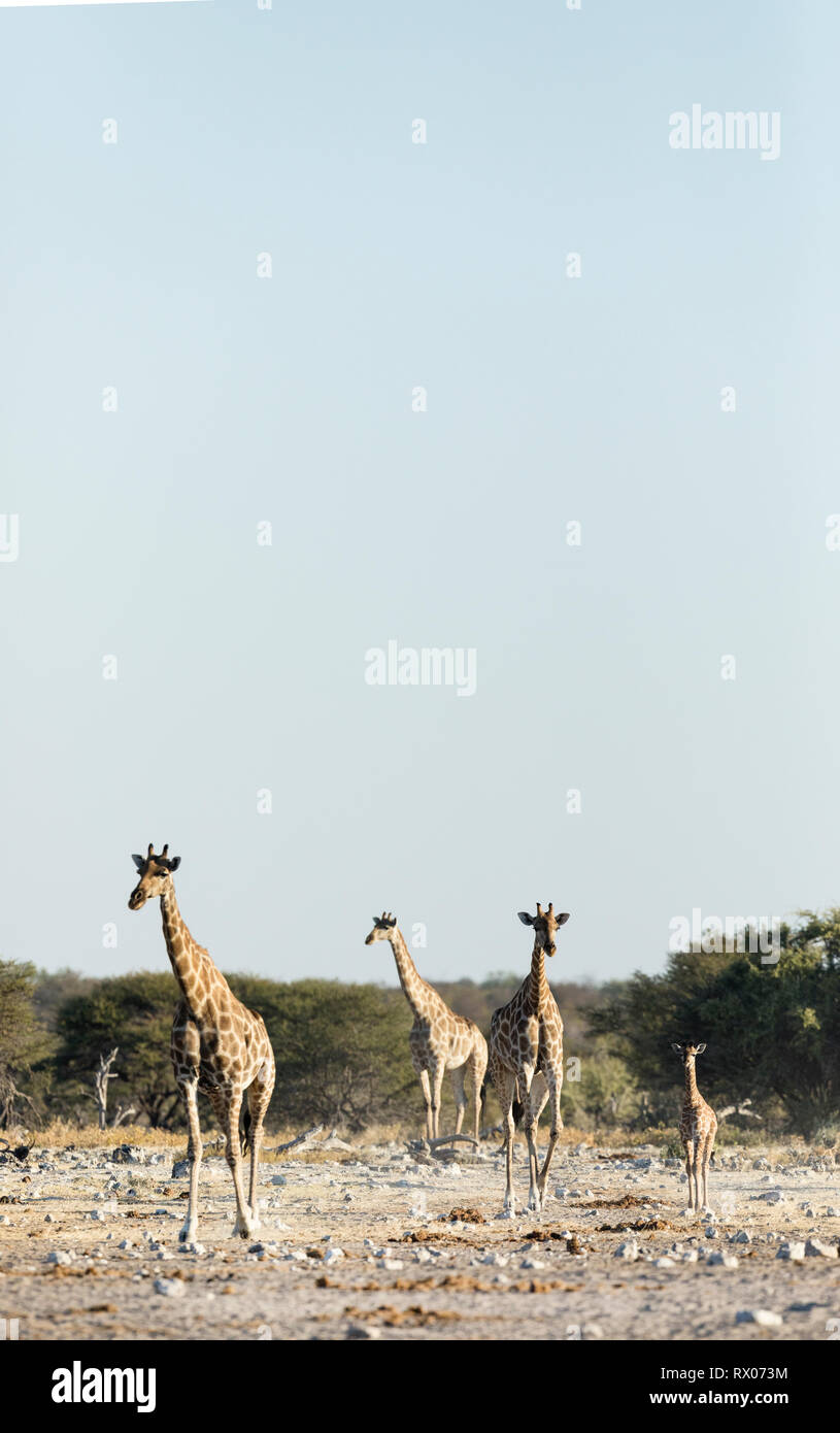 Le giraffe nel parco nazionale Etosha, Namibia. Foto Stock
