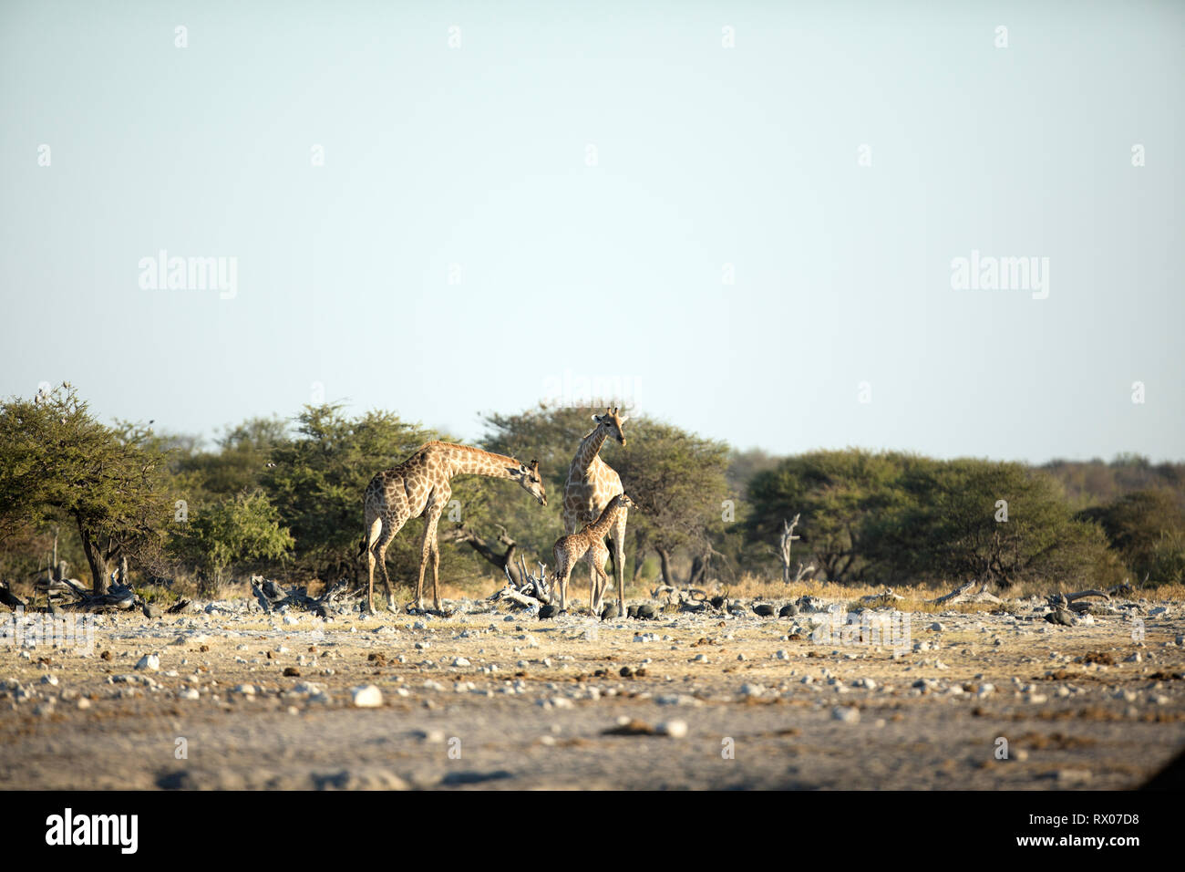 Le giraffe nel parco nazionale Etosha, Namibia. Foto Stock