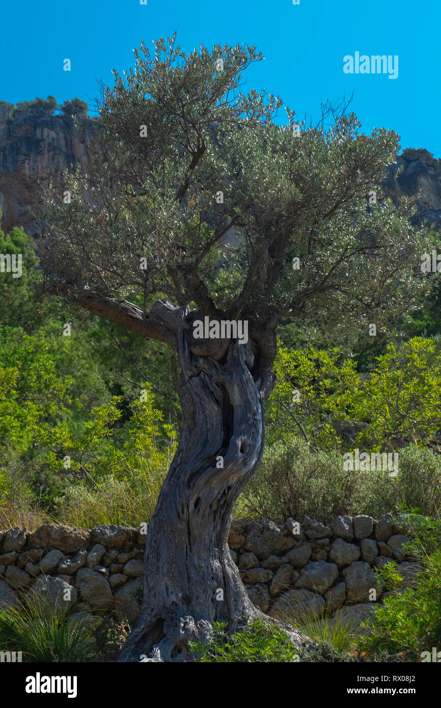 Mallorca Island paesaggio. Montagne di tramontana. Foto Stock