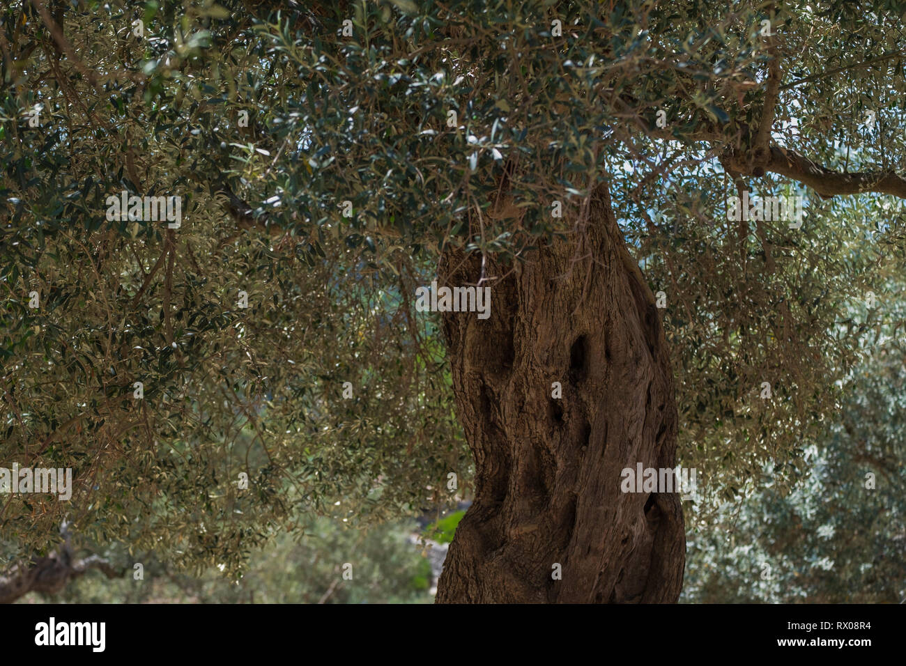 Mallorca Island paesaggio. Montagne di tramontana. Foto Stock
