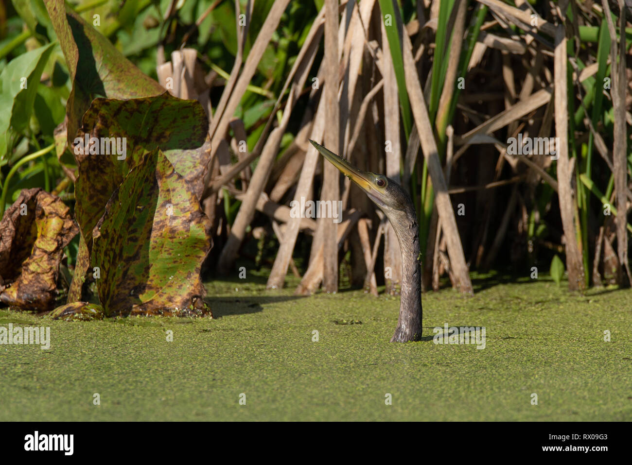 Anhinga (Anhinga anhinga) Foto Stock