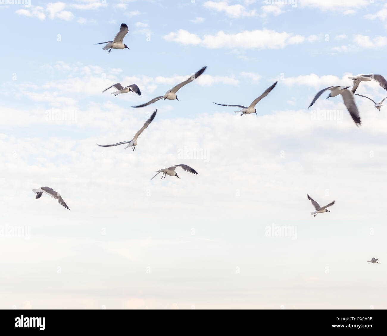Stormo di uccelli che vola in alto nel cielo di fare ciò che sanno fare meglio Foto Stock