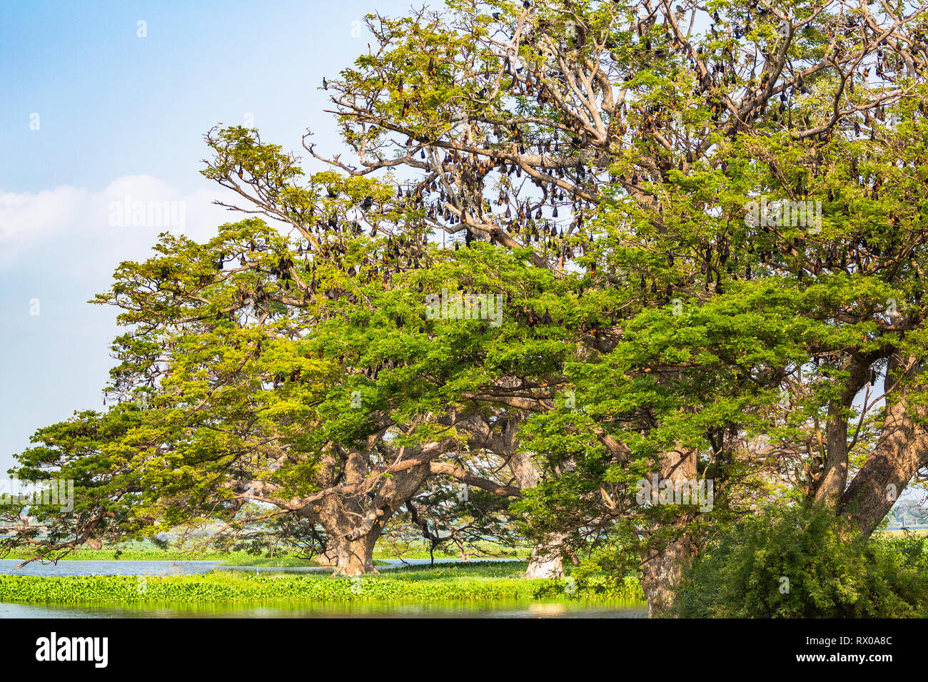 Frutta alberi bat (flying fox). Tissamaharama, Sri Lanka. Foto Stock