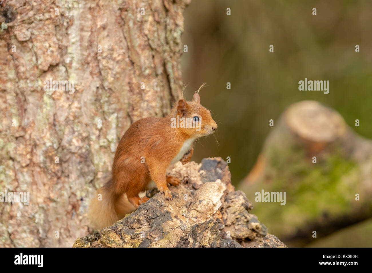 Red scoiattolo (Sciurus vulgaris) sat in un albero vicino/ Foto Stock