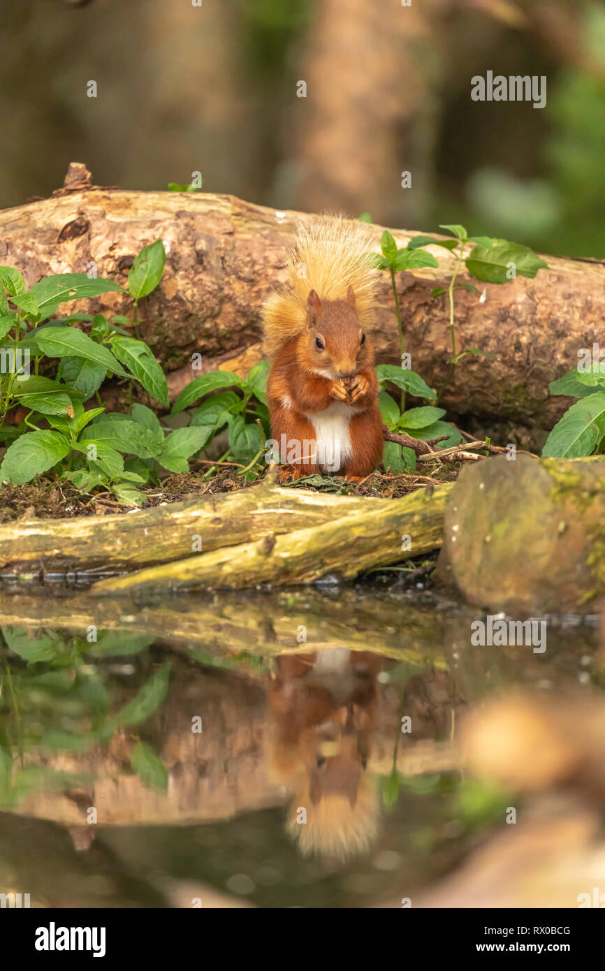 Red scoiattolo (Sciurus vulgaris) riflesso in un bosco di piscina. Foto Stock