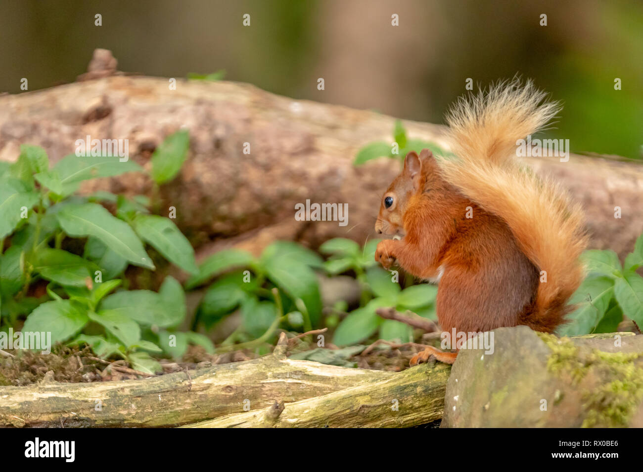 Red scoiattolo (Sciurus vulgaris) in un bosco di impostazione Foto Stock