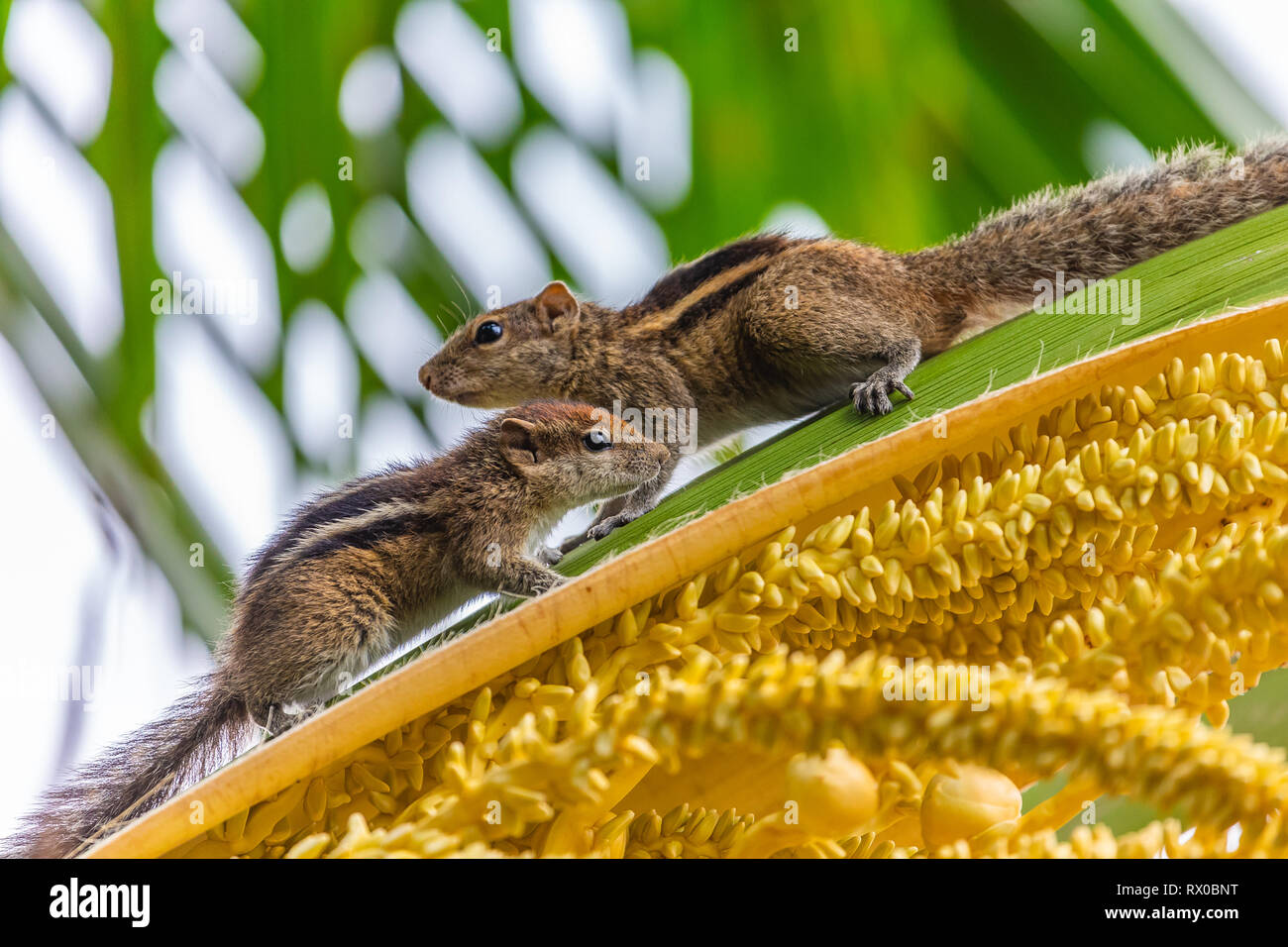 Indian palm scoiattolo. Lo Sri Lanka. Foto Stock