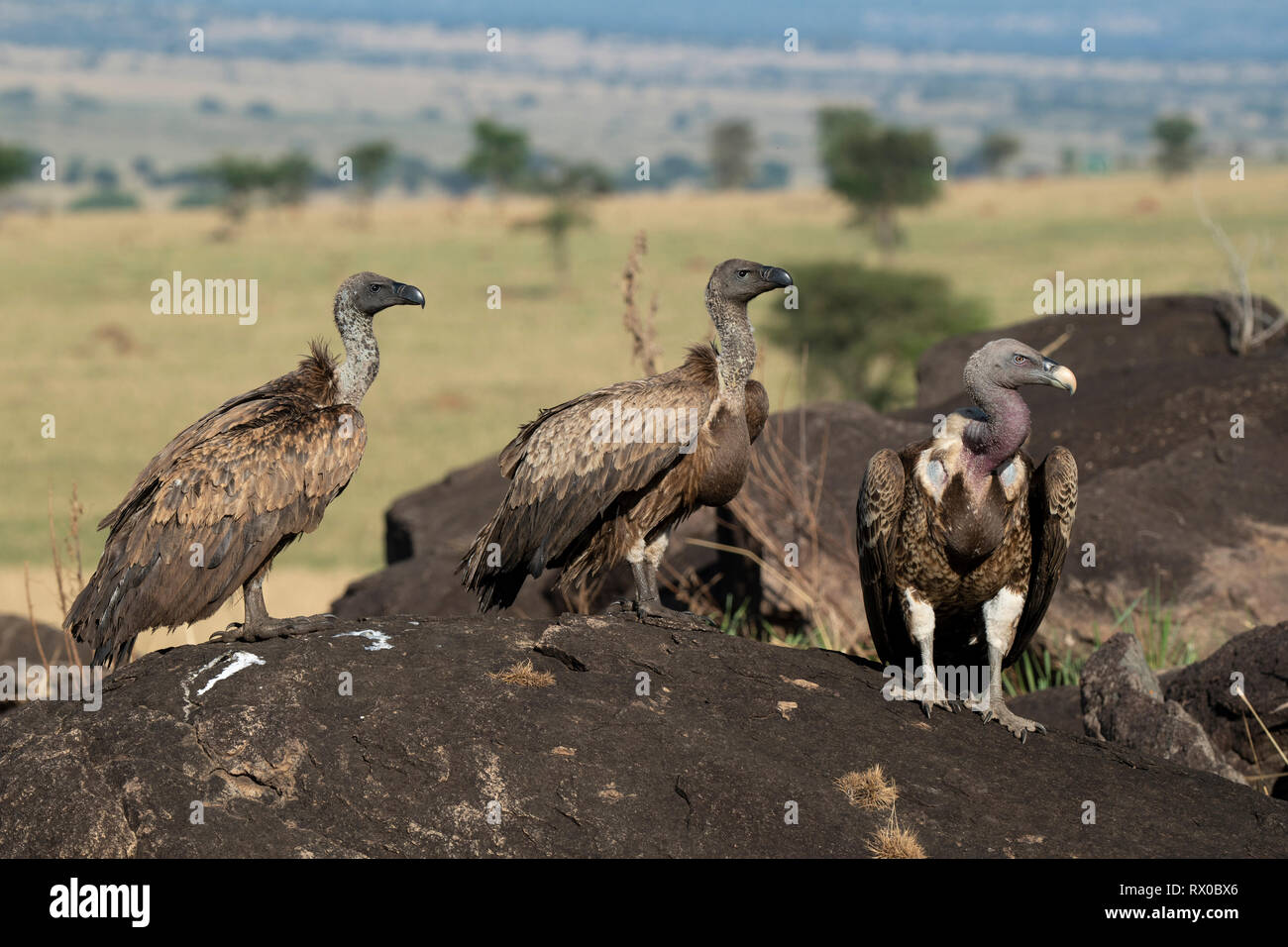 White-backed vulture (Gyps africanus) e Rüppell's vulture (Gyps rueppellii), Kidepo Valley National Park, Uganda Foto Stock