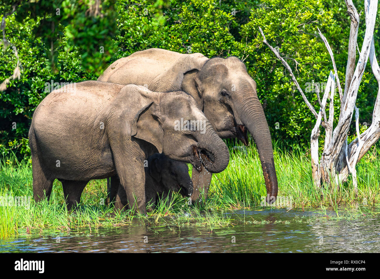 Elefante asiatico. Yala National Park. Lo Sri Lanka. Foto Stock