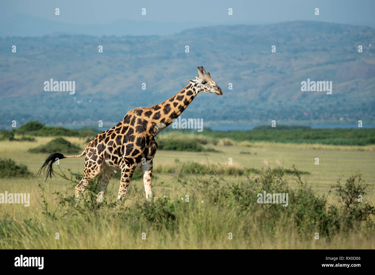 La Rothschild giraffe, Giraffa rothschildi camelopardus, Murchison Falls National Park, Uganda Foto Stock