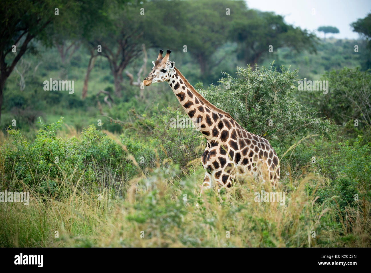La Rothschild giraffe, Giraffa rothschildi camelopardus, Murchison Falls National Park, Uganda Foto Stock