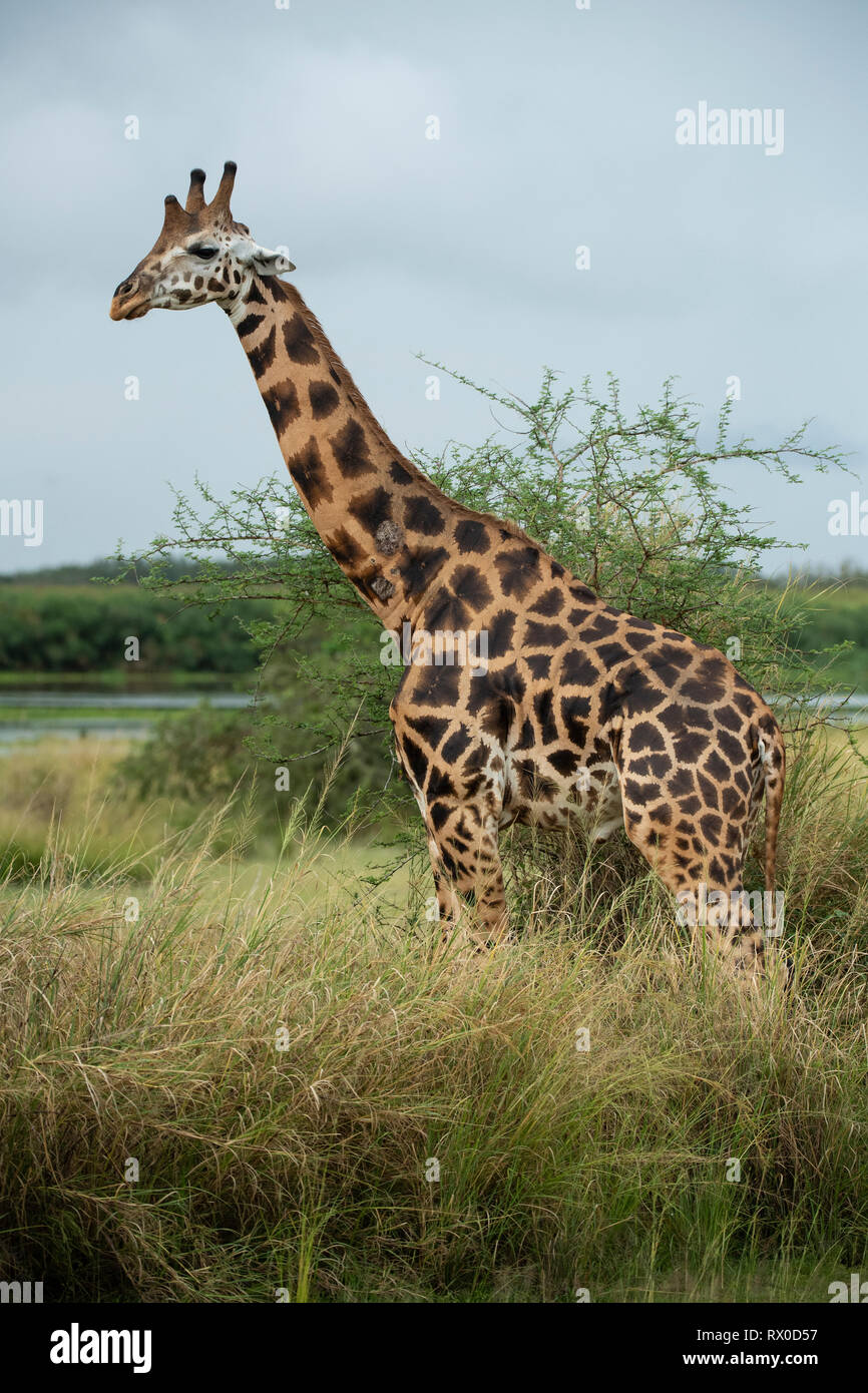 La Rothschild giraffe, Giraffa rothschildi camelopardus, Murchison Falls National Park, Uganda Foto Stock