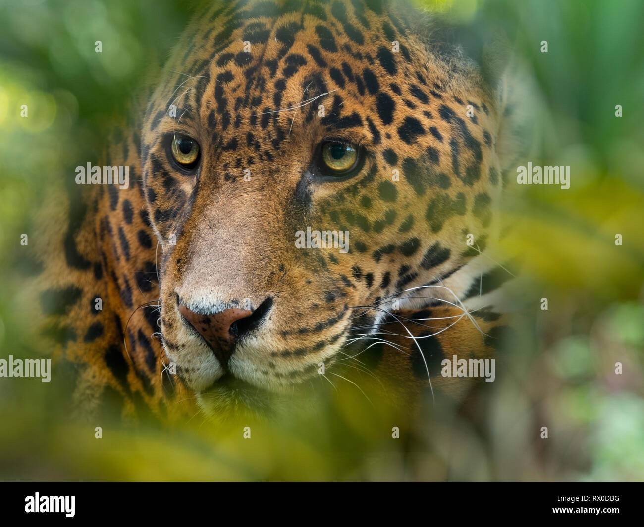 Ritratto di un maschio Jaguar Panthera onca Foto Stock