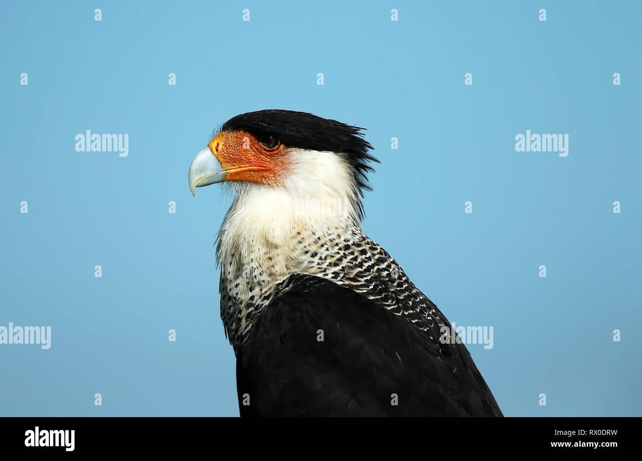 Ritratto close-up di un Caracara crestato (Caracara cheriway) che evidenzia la sua pelle facciale arancione brillante e il becco spesso e uncinato in Florida. Foto Stock