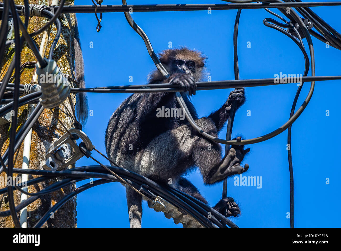 Viola di fronte langur seduto sul palo. Lo Sri Lanka. Foto Stock