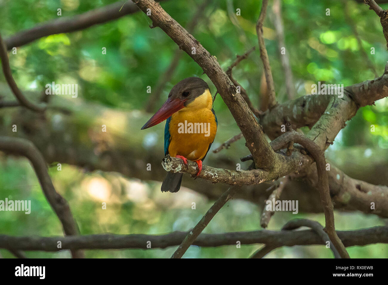 Bianco re throated fisher. Yala National Park. Lo Sri Lanka. Foto Stock