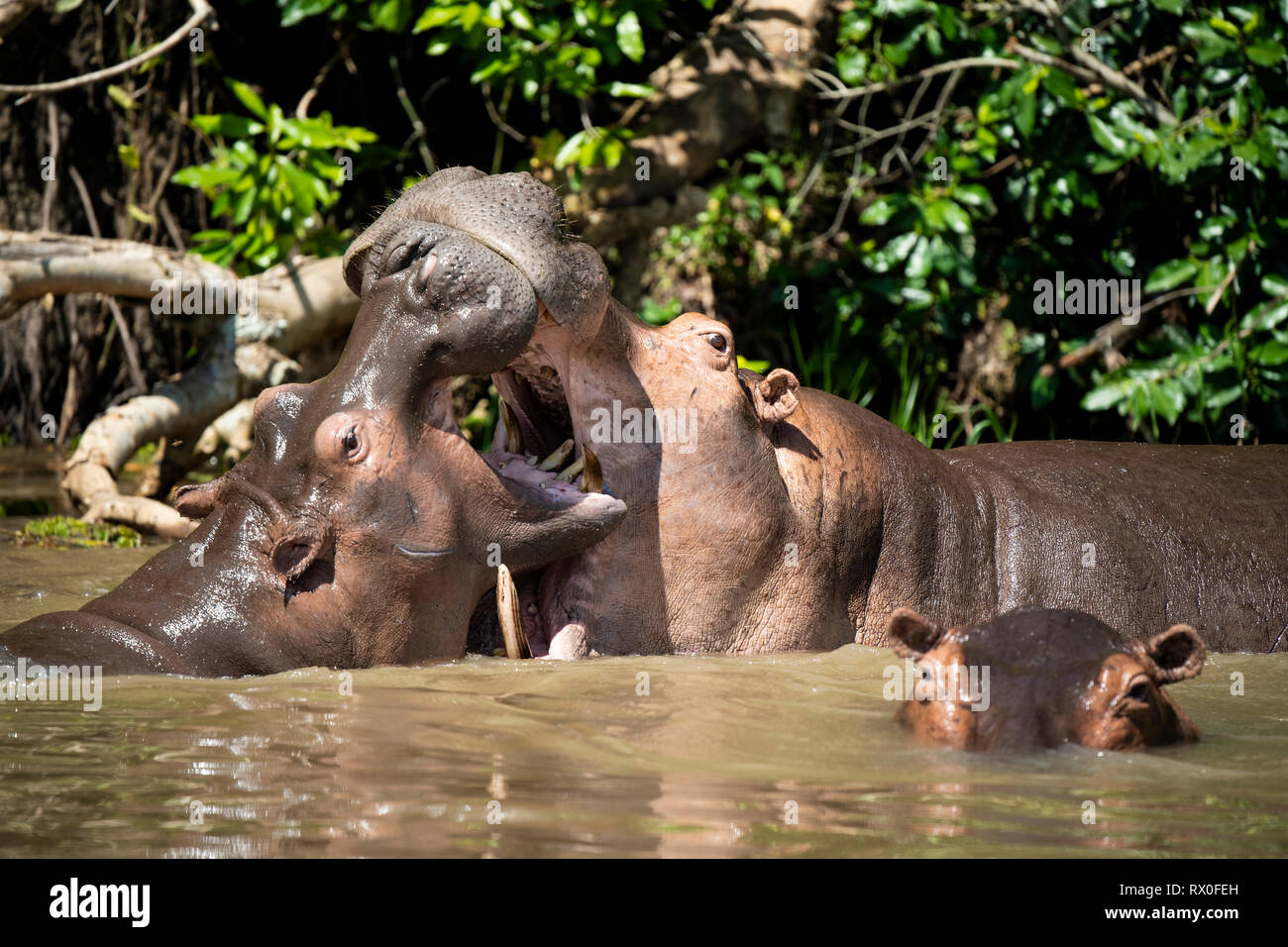 Ippopotamo, Hippopotamus amphibius) nel fiume Nilo, Murchison Falls National Park, Uganda Foto Stock