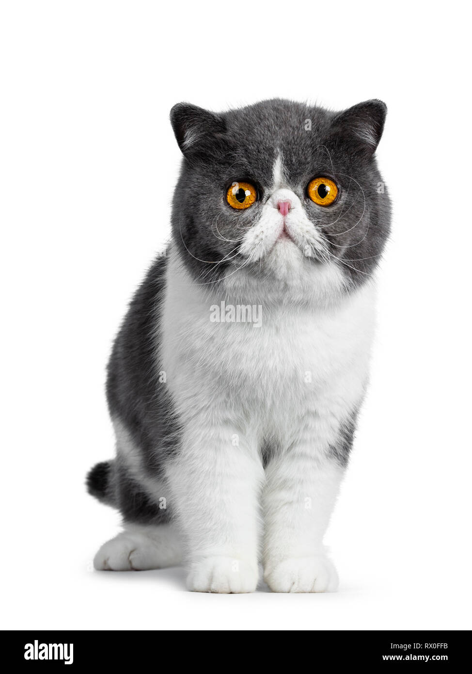 Carino blu con bianco giovane Exotic Shorthair cat, in piedi rivolto verso la parte anteriore. Guardando curioso direttamente nella lente con incredibile round occhi arancio. Isolato su Foto Stock