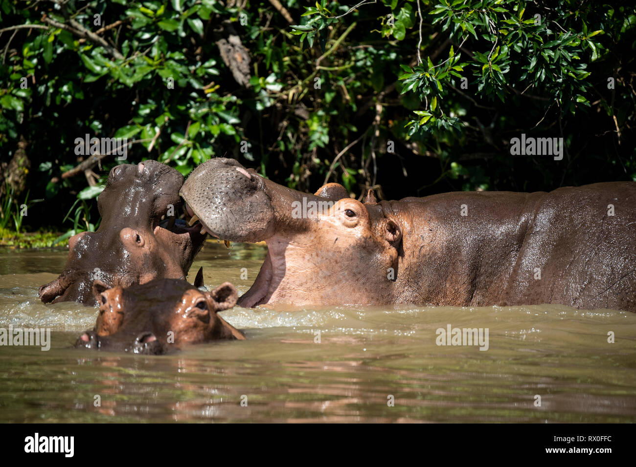 Ippopotamo, Hippopotamus amphibius) nel fiume Nilo, Murchison Falls National Park, Uganda Foto Stock