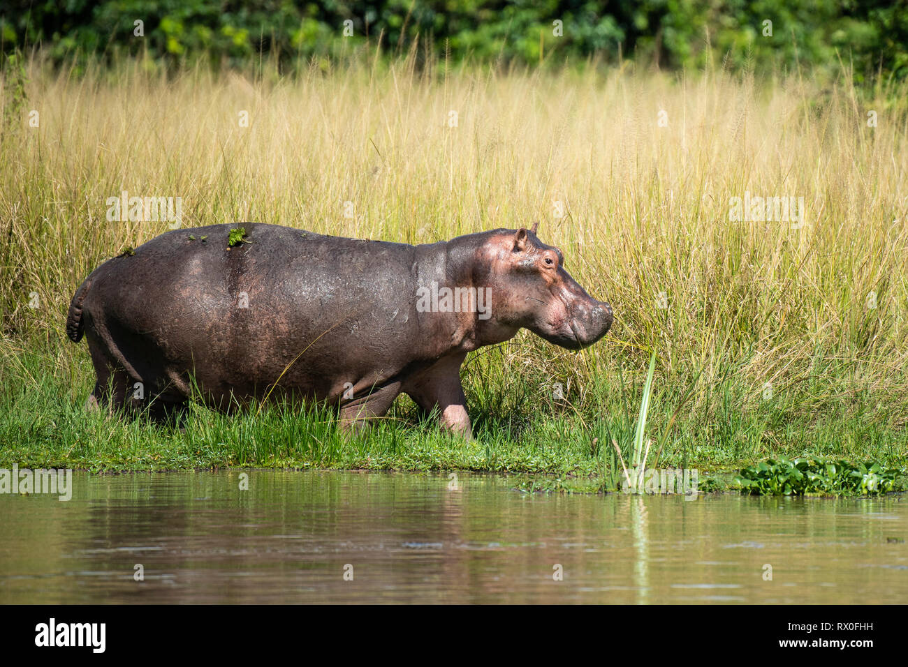 Ippopotamo, Hippopotamus amphibius) nel fiume Nilo, Murchison Falls National Park, Uganda Foto Stock