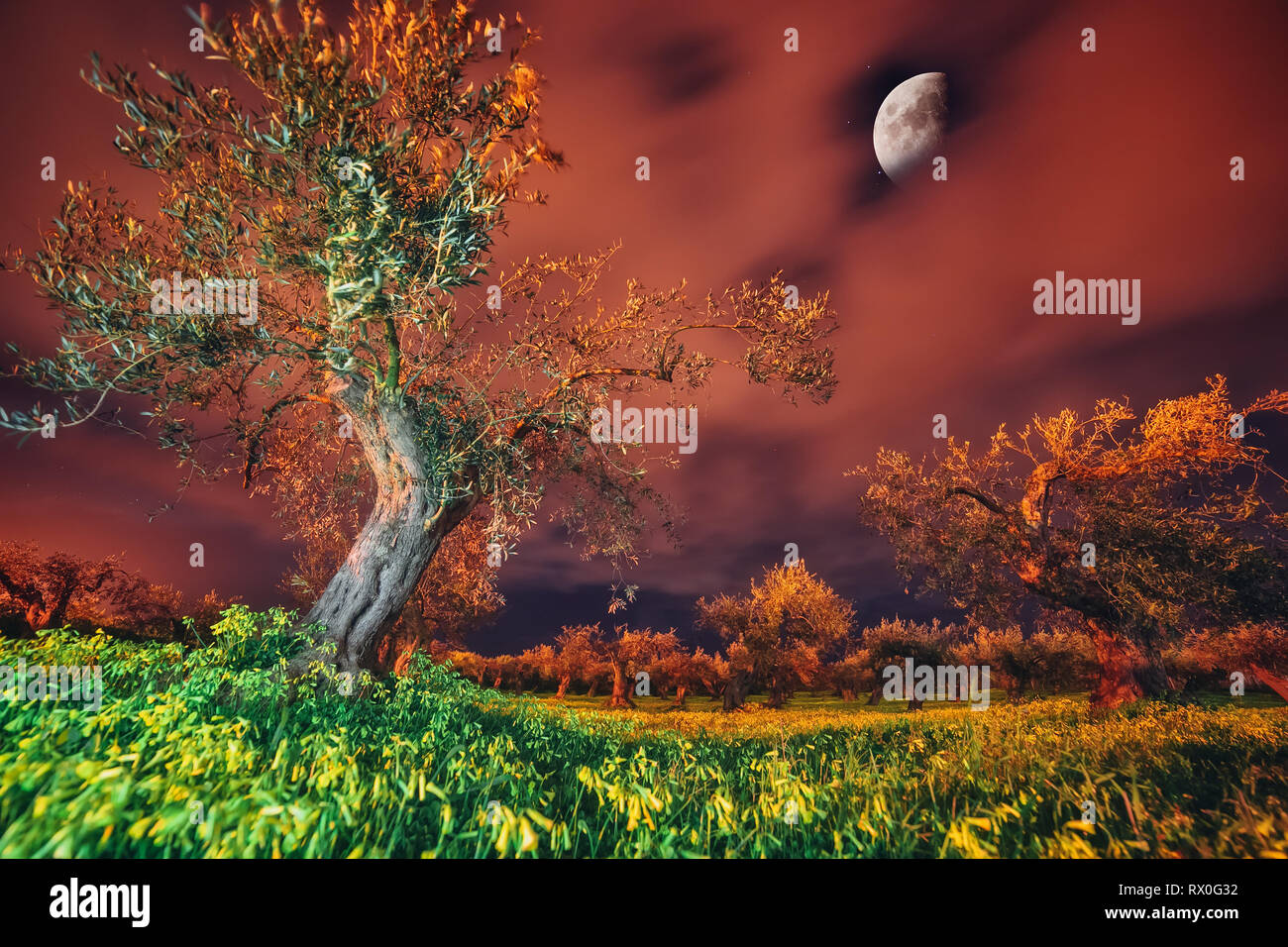 Fantastiche vedute del giardino sotto la luce della luna. Clima mediterraneo. Drammatica e pittoresca scena. Ubicazione: Isola di Sicilia, Capo Milazzo, Italia Foto Stock