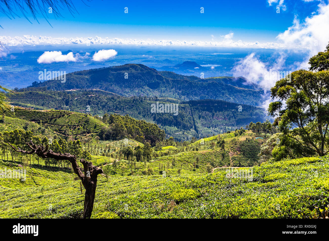 La piantagione di tè vicino Haputale. Lo Sri Lanka. Foto Stock