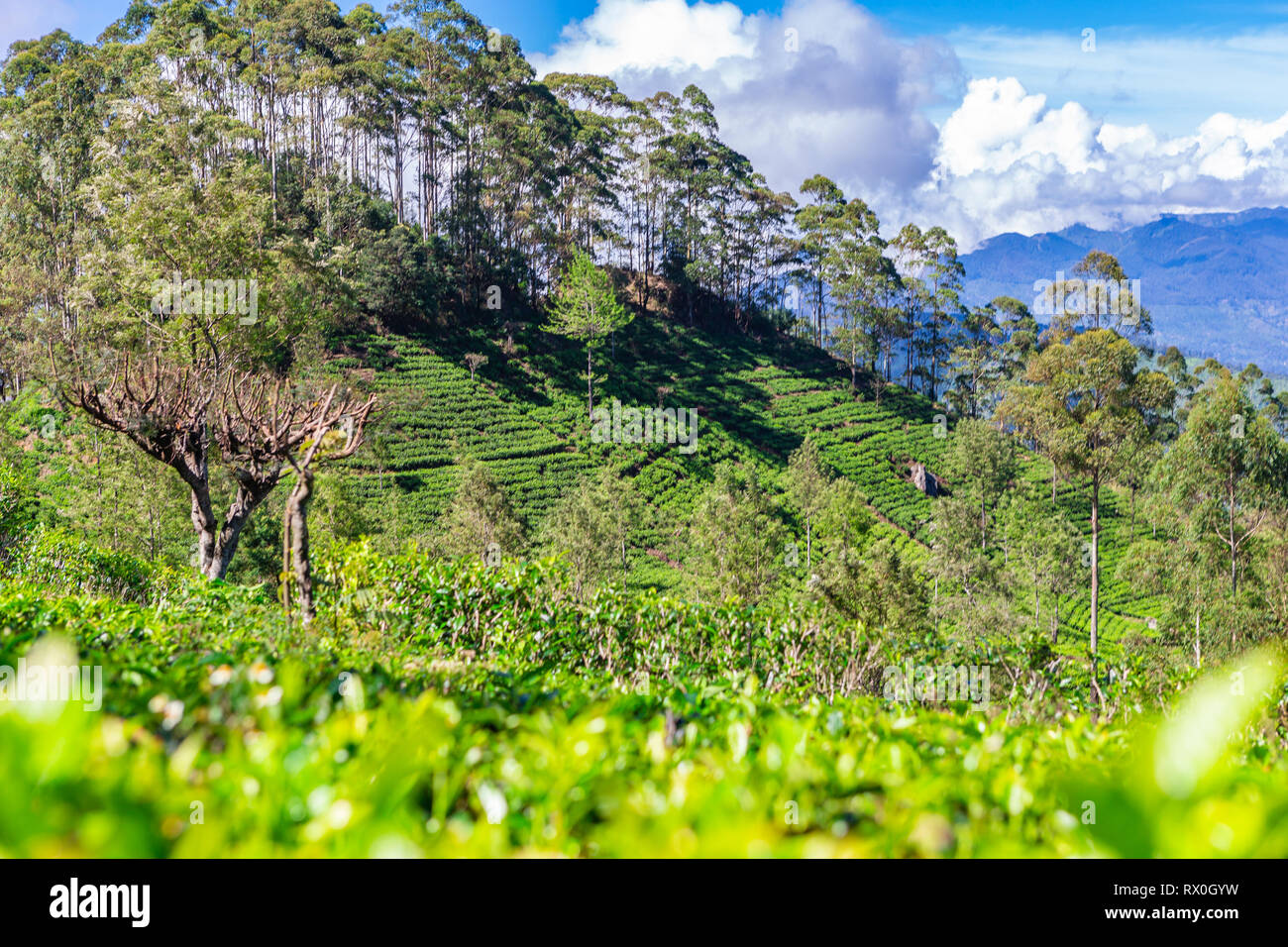 La piantagione di tè vicino Haputale. Lo Sri Lanka. Foto Stock