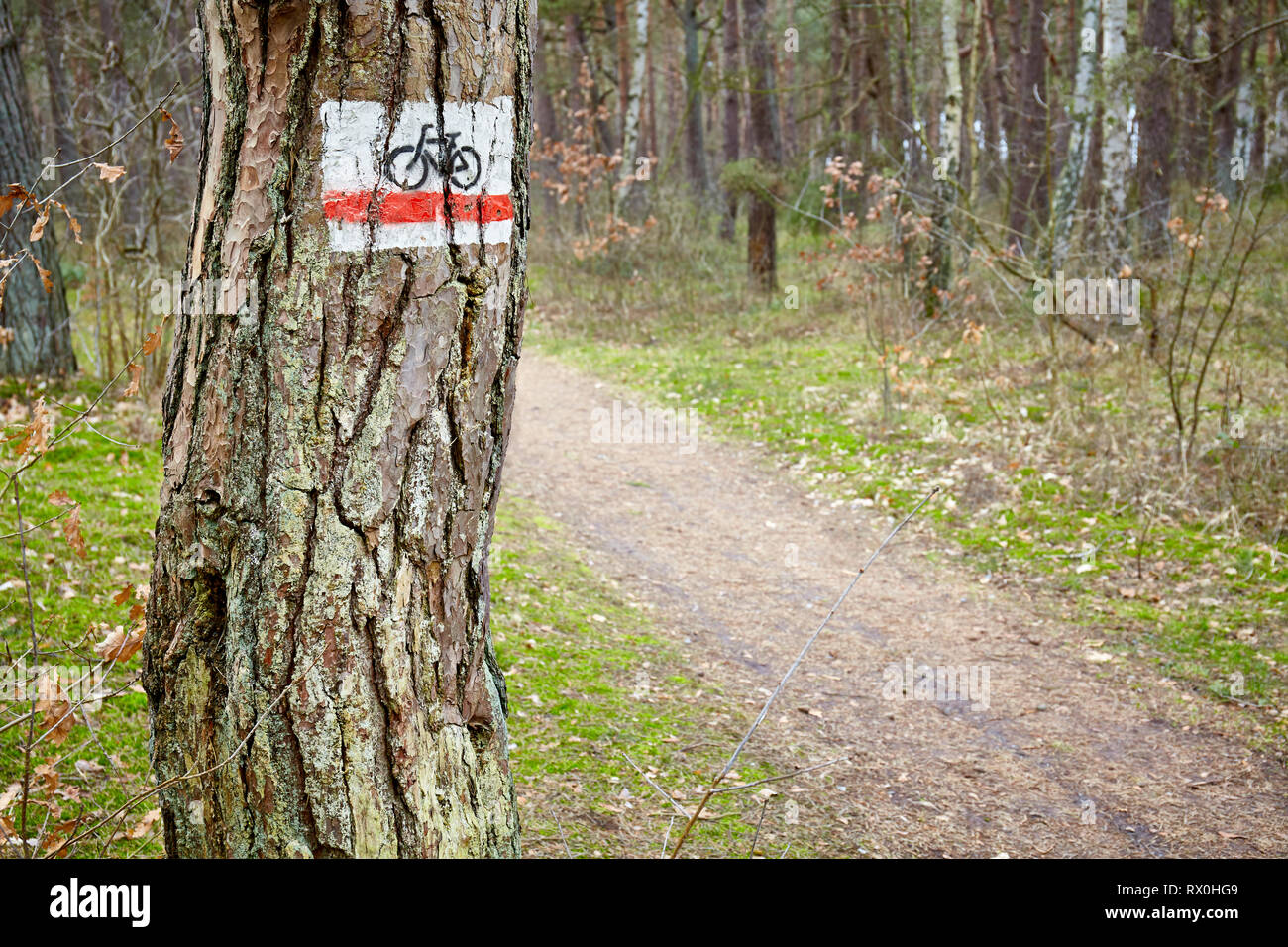 Bike Trail segno su un albero in una fitta foresta. Foto Stock