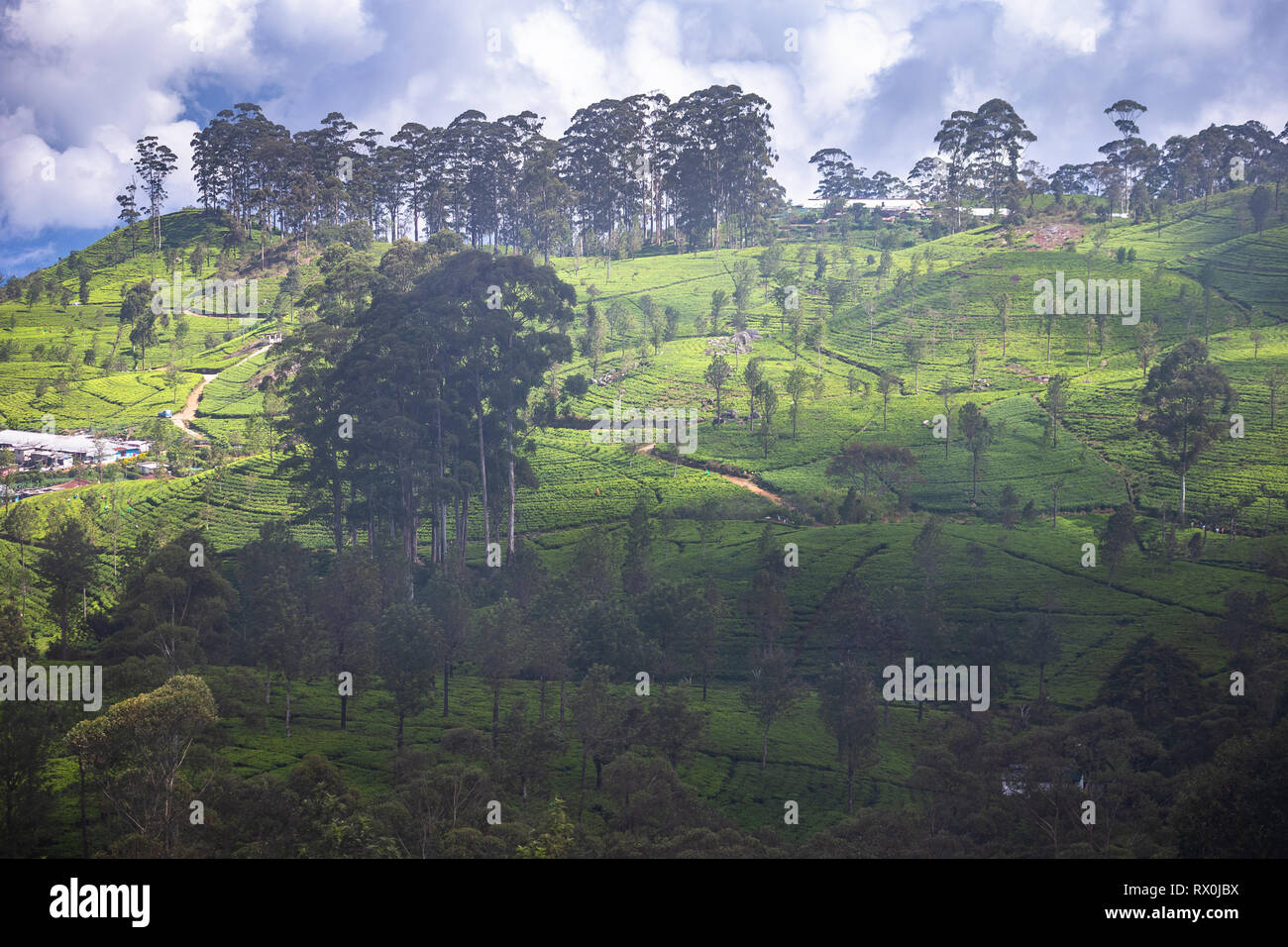 La piantagione di tè vicino Haputale. Lo Sri Lanka. Foto Stock