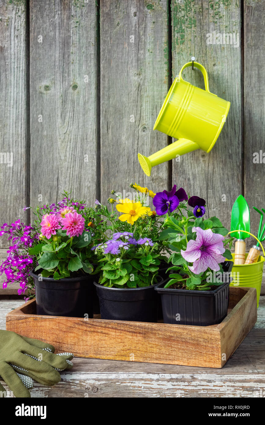 Materiali di moltiplicazione di piante da giardino e vasi di fiori in casse di legno. Attrezzature da giardino: la benna, pala, rastrello, guanti. Appendere annaffiatoio con rosa Dahl Foto Stock