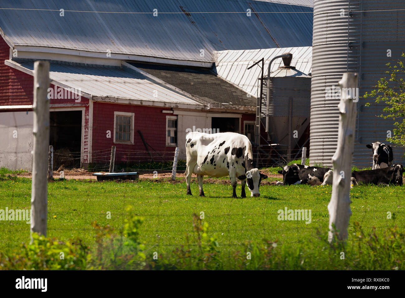 Vacche da latte in un pascolo a fianco di un fienile in legno. Foto Stock
