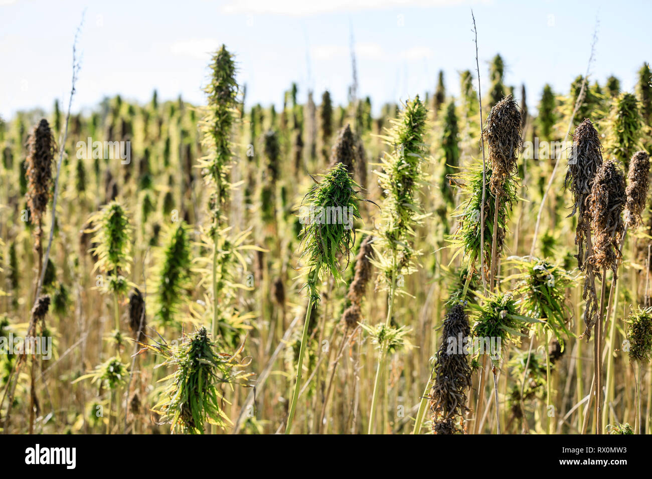 Campo di canapa, Dauphin, Manitoba, Canada Foto Stock