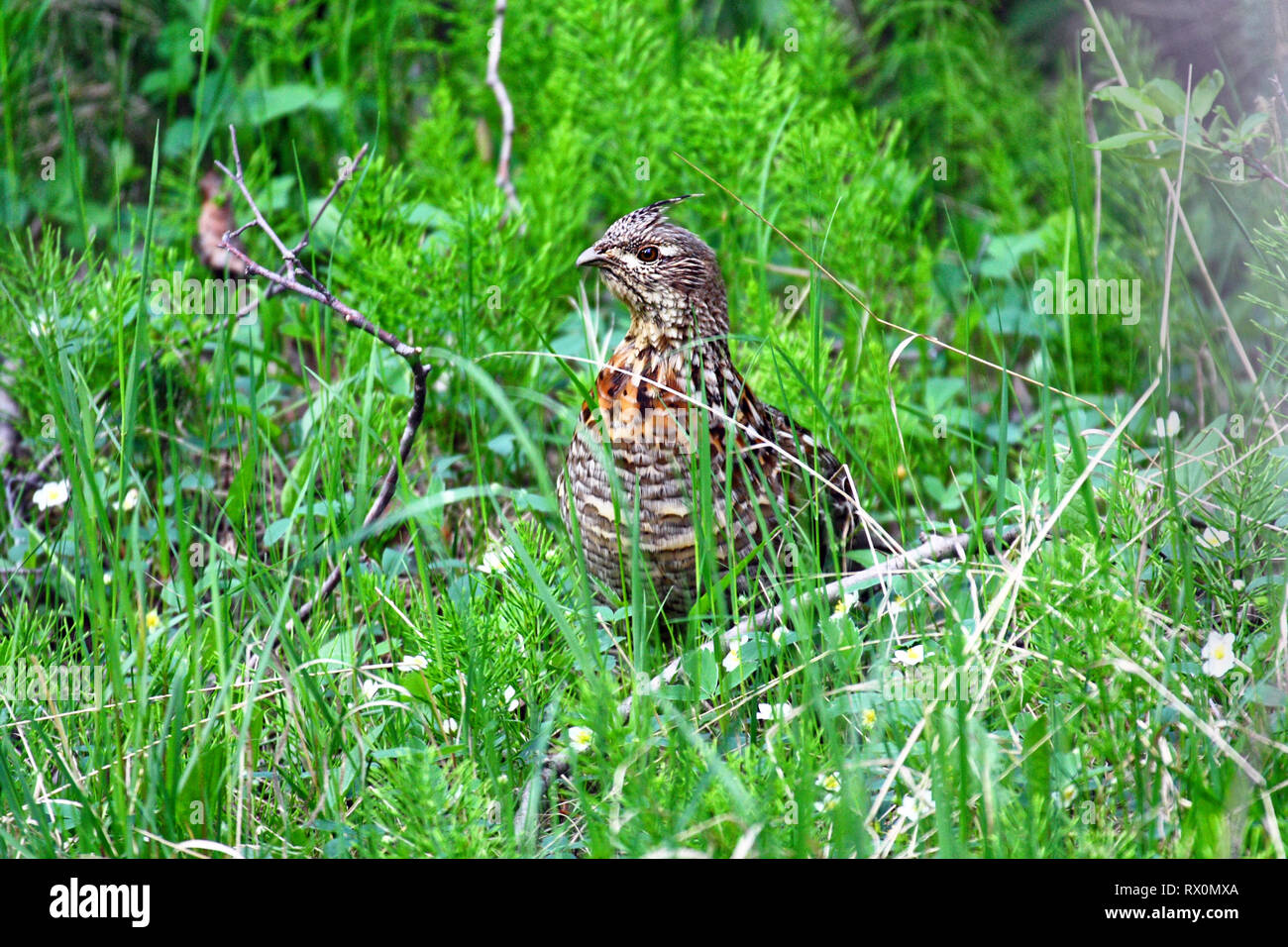 Foto: 40,708.08762 -- pollo-size upland game bird, femmina ruffed grouse (Bonasa umbellus) in piedi in erba verde e quasi nascosta Foto Stock