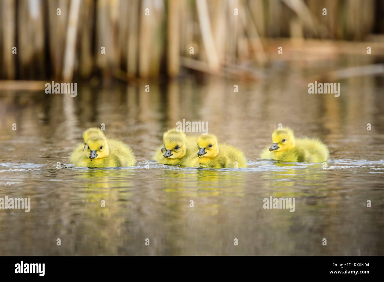 Canada Goose Goslings, Rovere Amaca Marsh, Manitoba, Canada Foto Stock