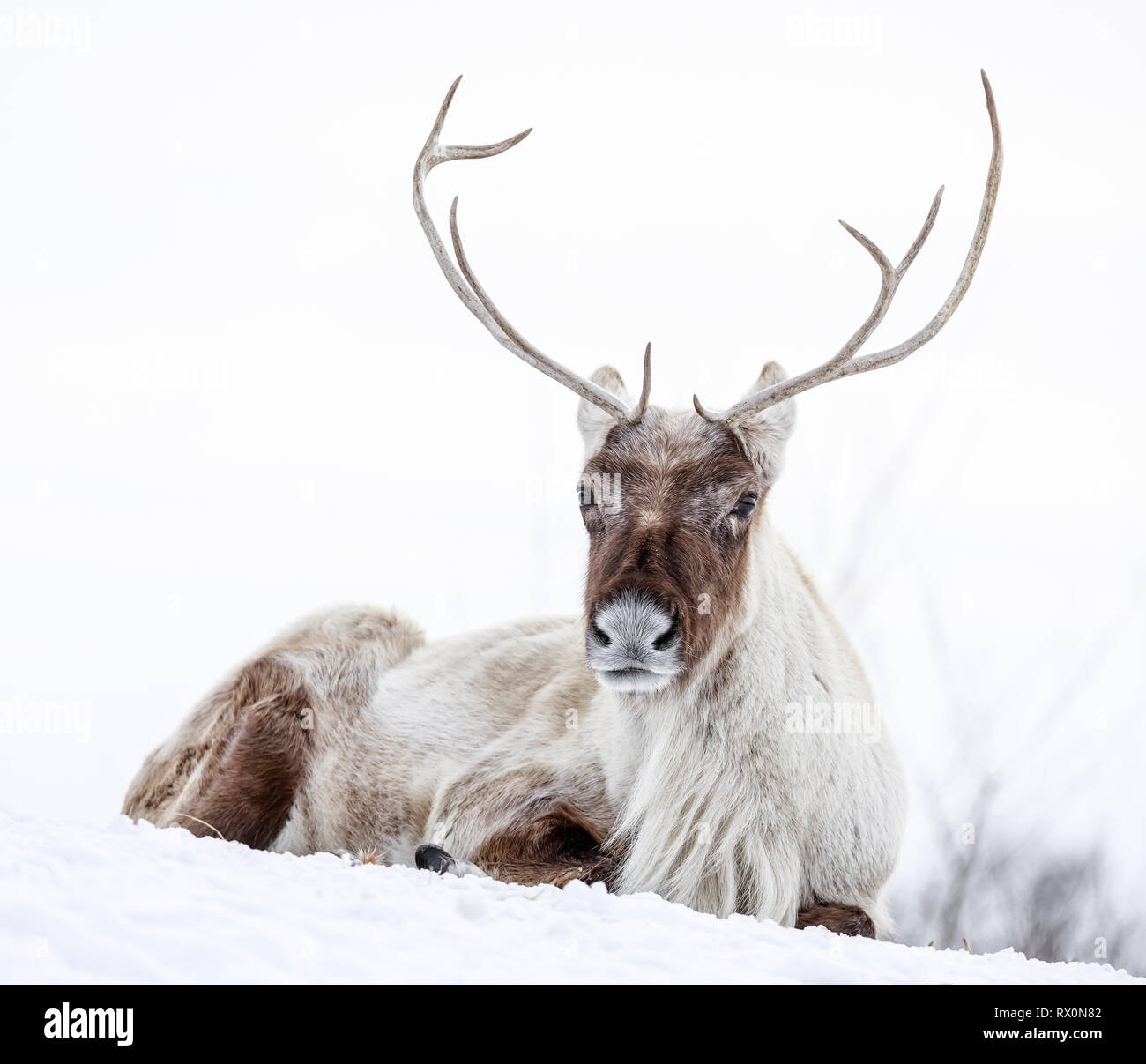 Boreale terreno boscoso dei caribù, Rangifer tarandus, in inverno, animali in cattività, Manitoba, Canada. Foto Stock