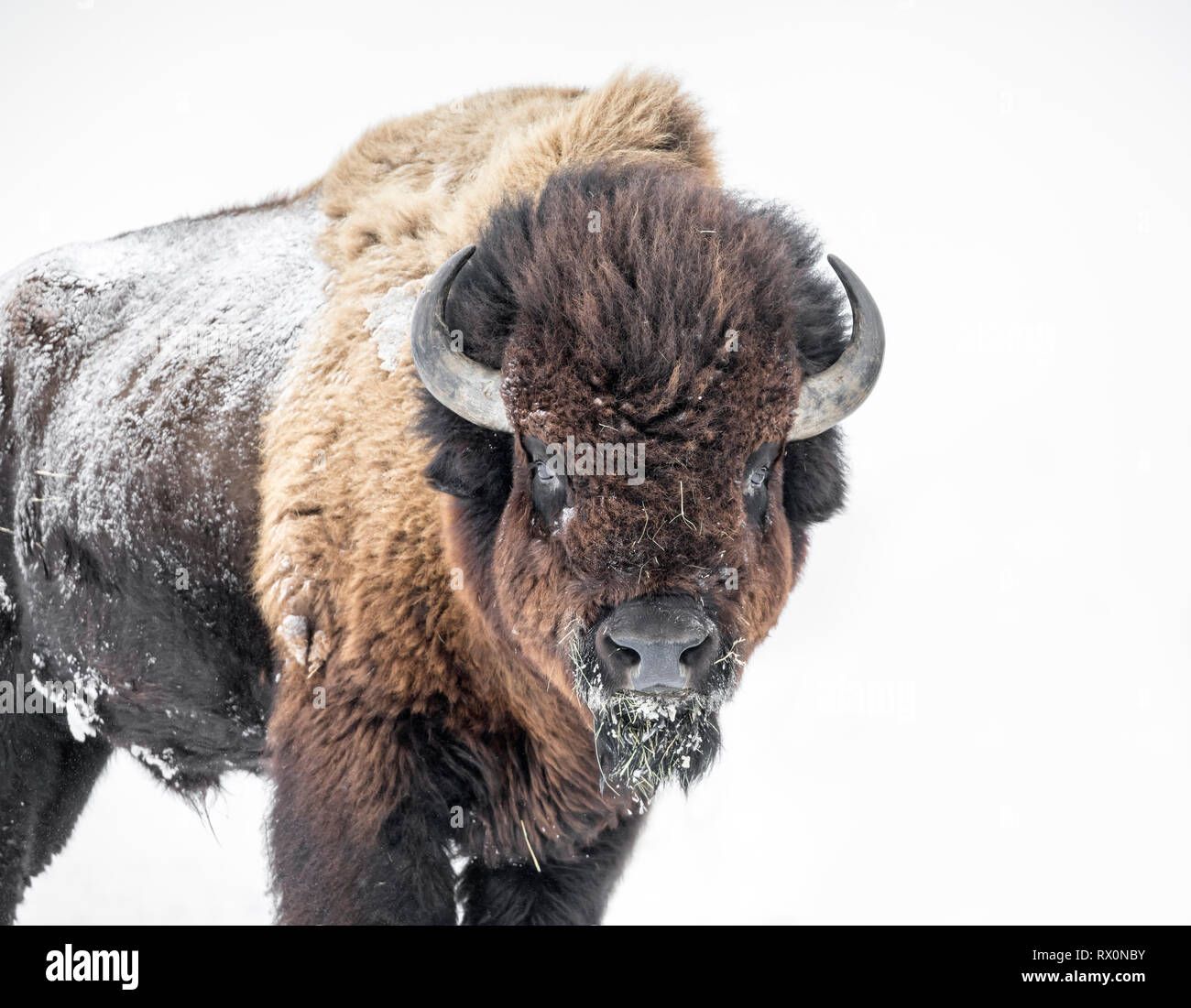 Le pianure Bison, Bull, Bison bison bison, in inverno, Manitoba, Canada Foto Stock