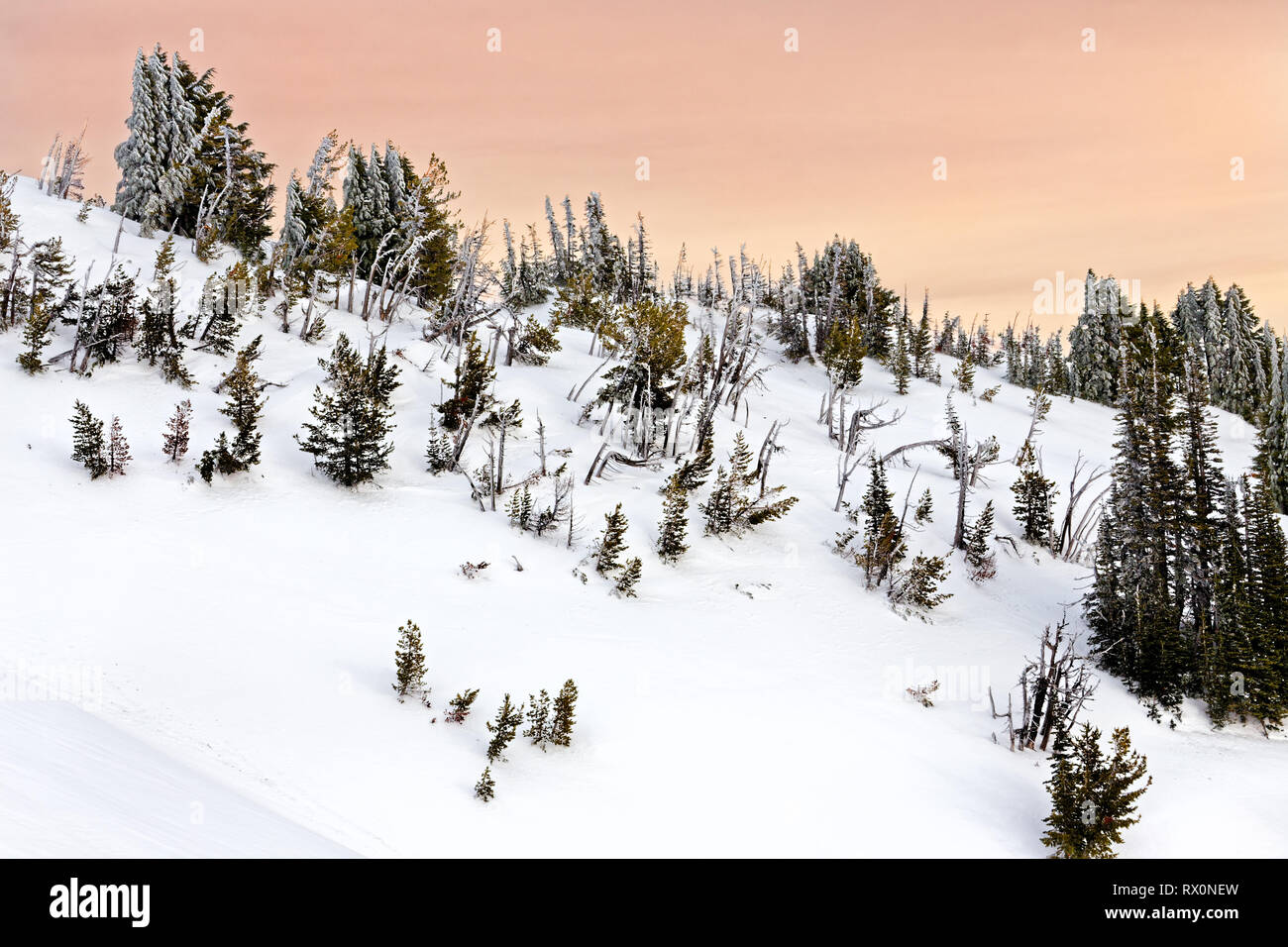 43,489.03939 -- nevoso inverno in montagna e collina ridge, ridgetop con ghiaccio neve su alberi di conifere, bellissimo cielo colorati, paesaggio cielo rosa tramonto Foto Stock