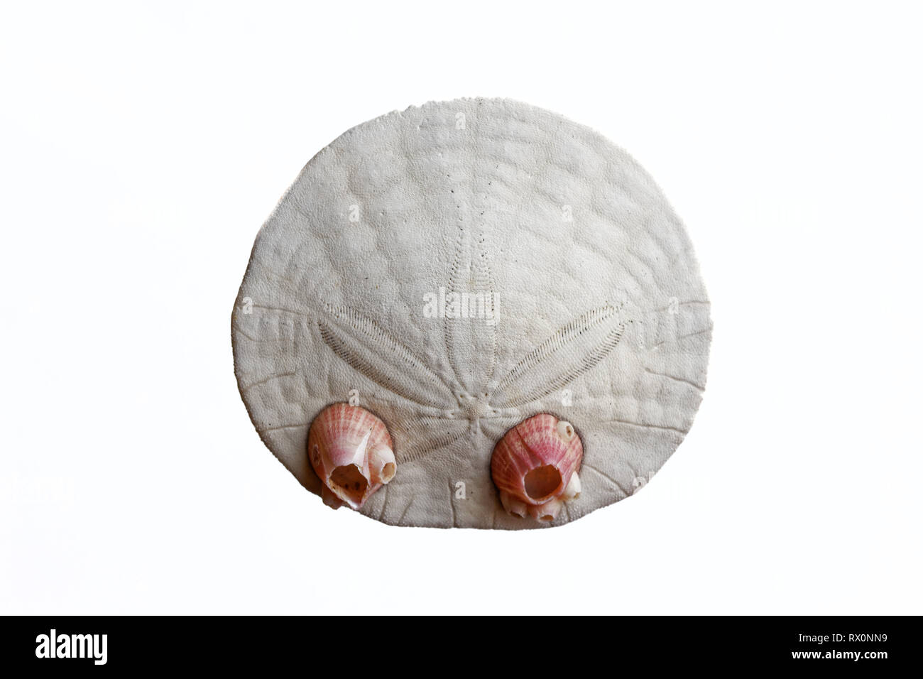 Foto: 43,503.04067 -- Closeup di un morto e puliti eccentrico Sand dollar (Dendraster ecentricus) e 2 Dall's acorn barnacles sfondo bianco Foto Stock
